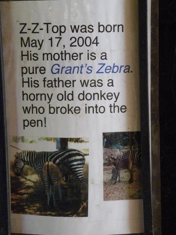 0622 053.jpg - This sign explains ZZ's lineage to visitors.